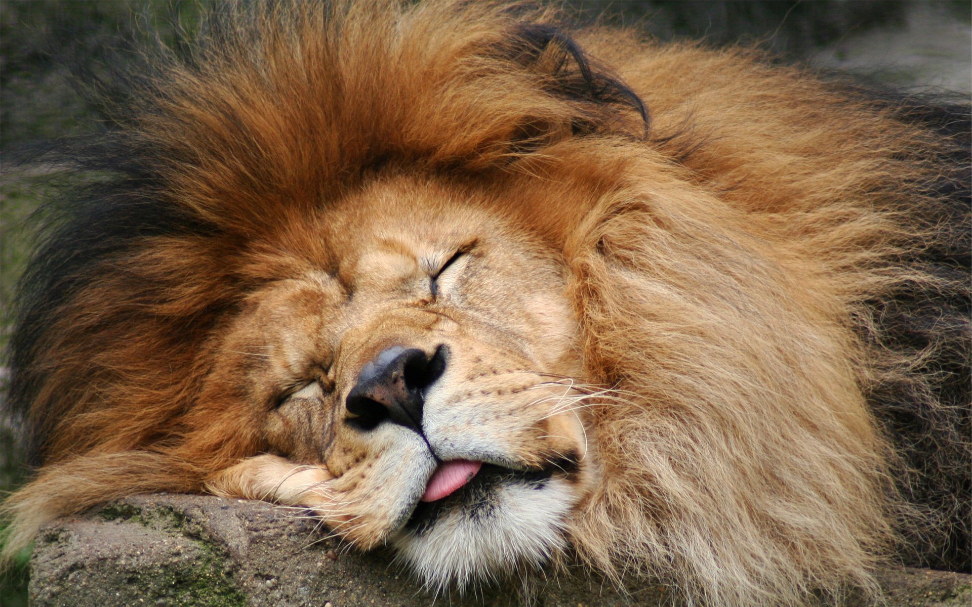 león lengua durmiendo melena depredador nariz pelo sueño hocico animales felino depredadores