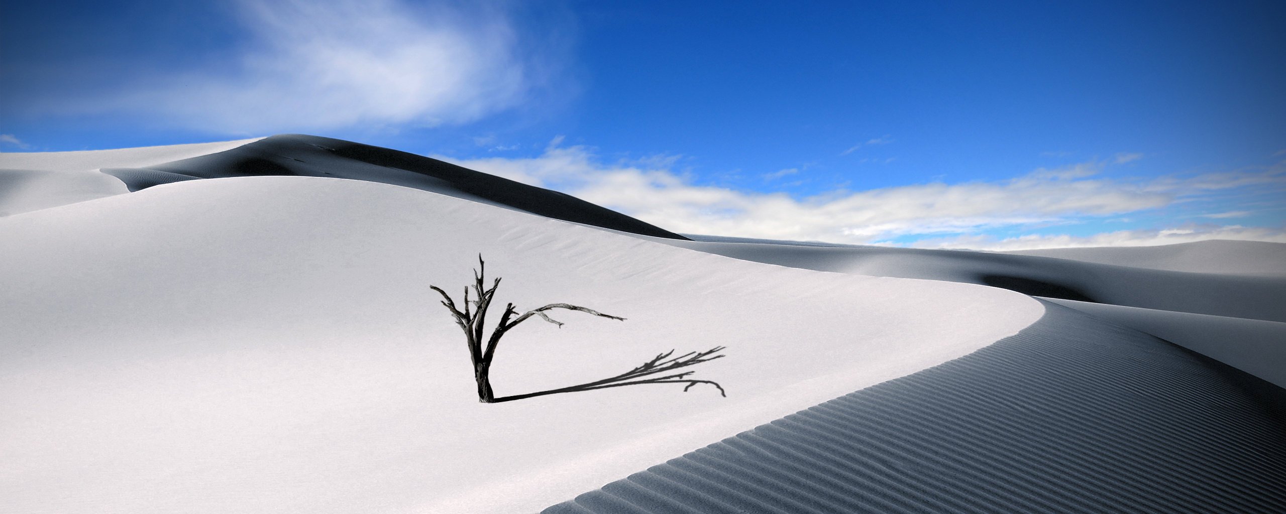 désert dunes soleil ciel arbre