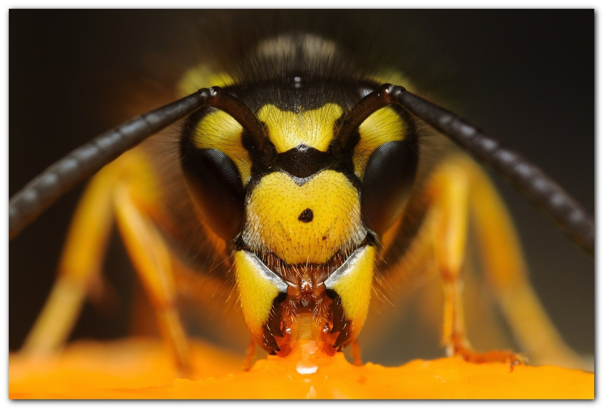 avispón mandarín ojos cabeza macro insectos animales