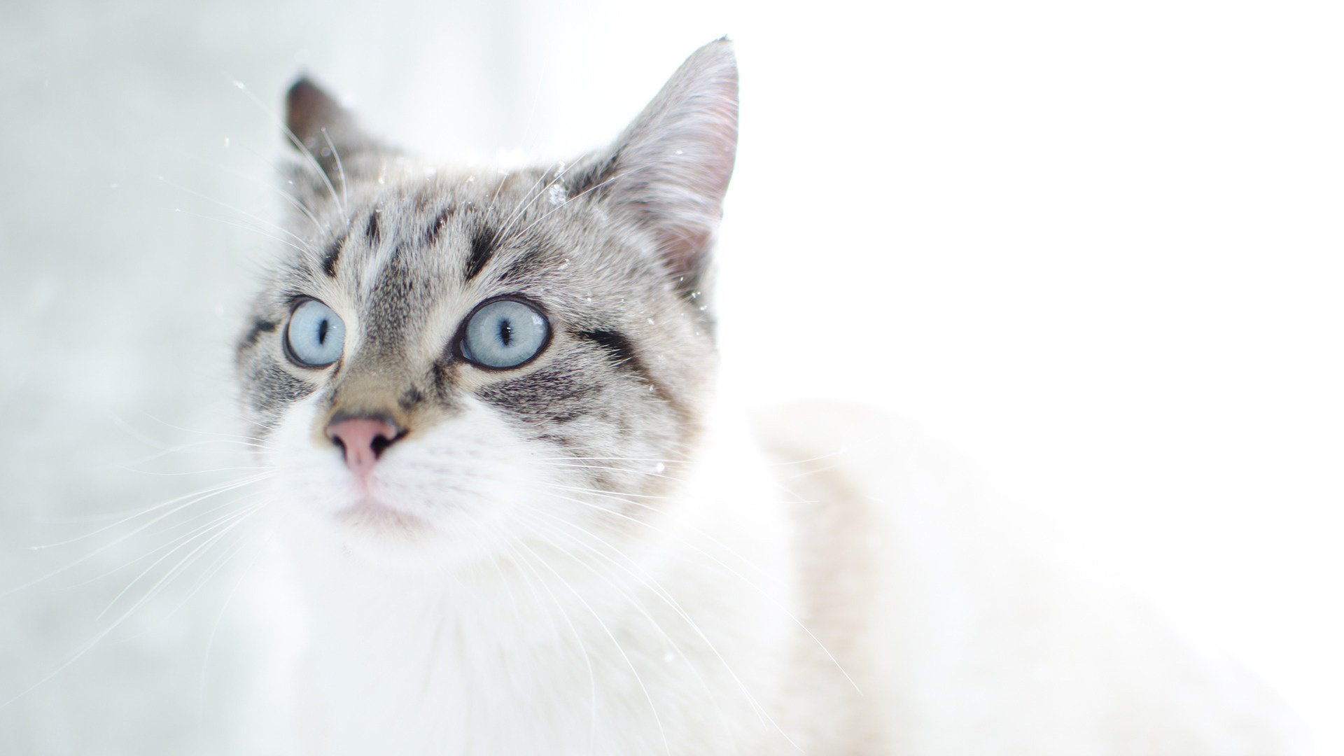 chat yeux neige chat animaux félin vue kis-kis-miaou-miaou museau