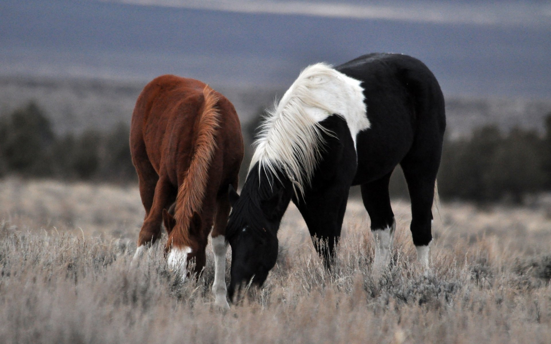 par par de caballos paseo caballo hierba campo pasto ungulados pegio cuervo pelirrojo