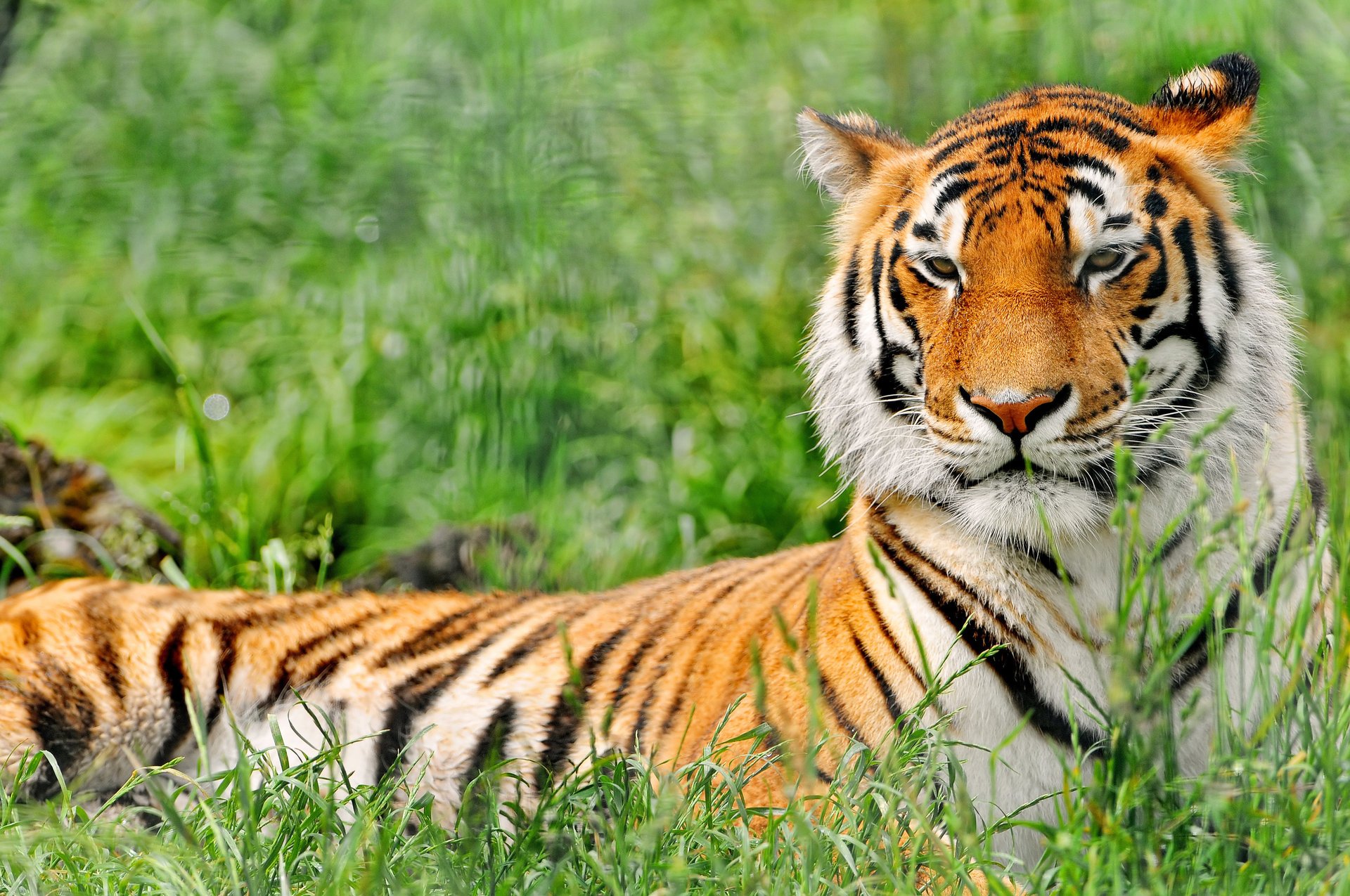 tiger gras ruhe raubtier grüns schnauze tiere katzen blick miau miau miau raubtiere