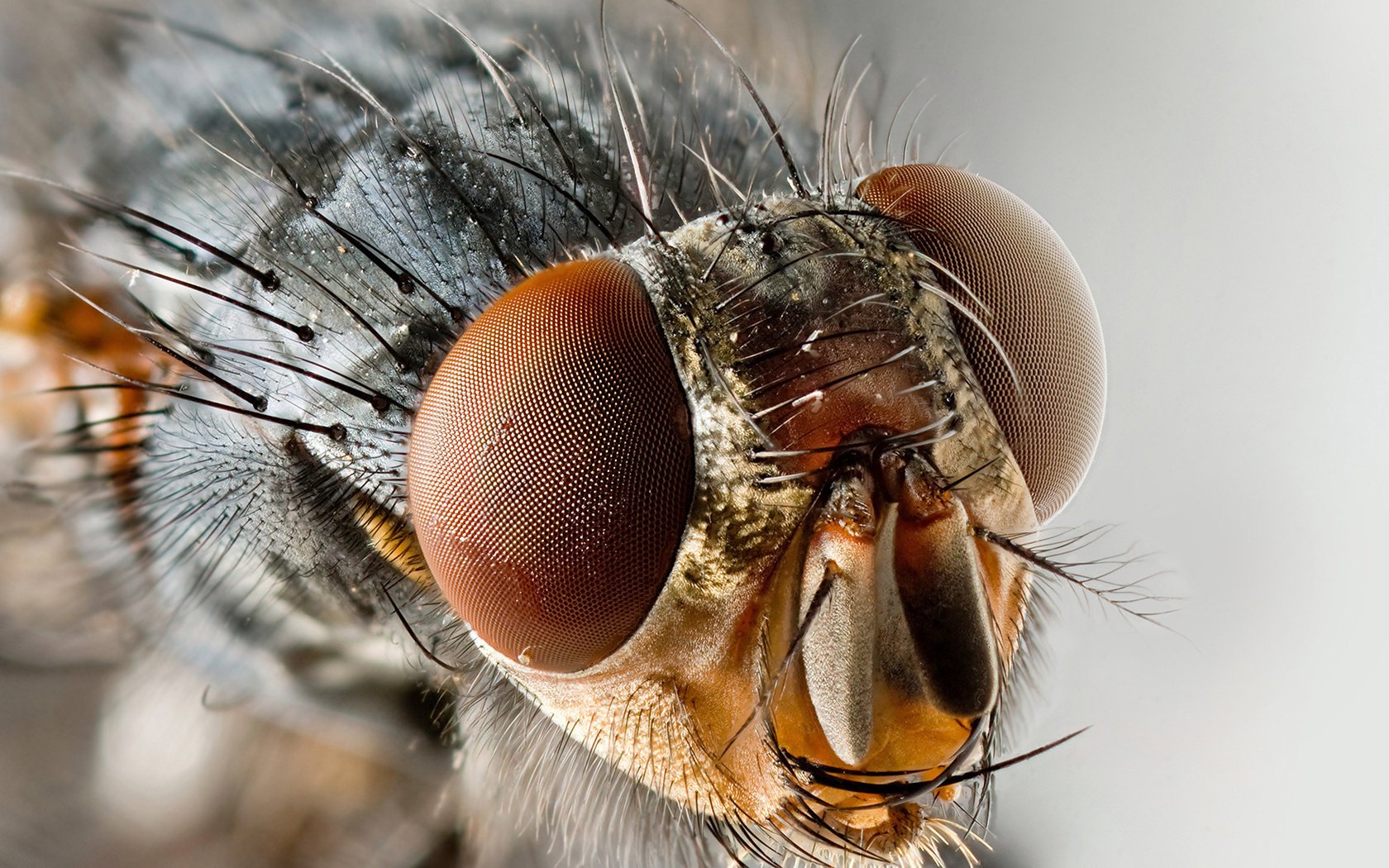 mosca cabeza ojos facetas macro insectos