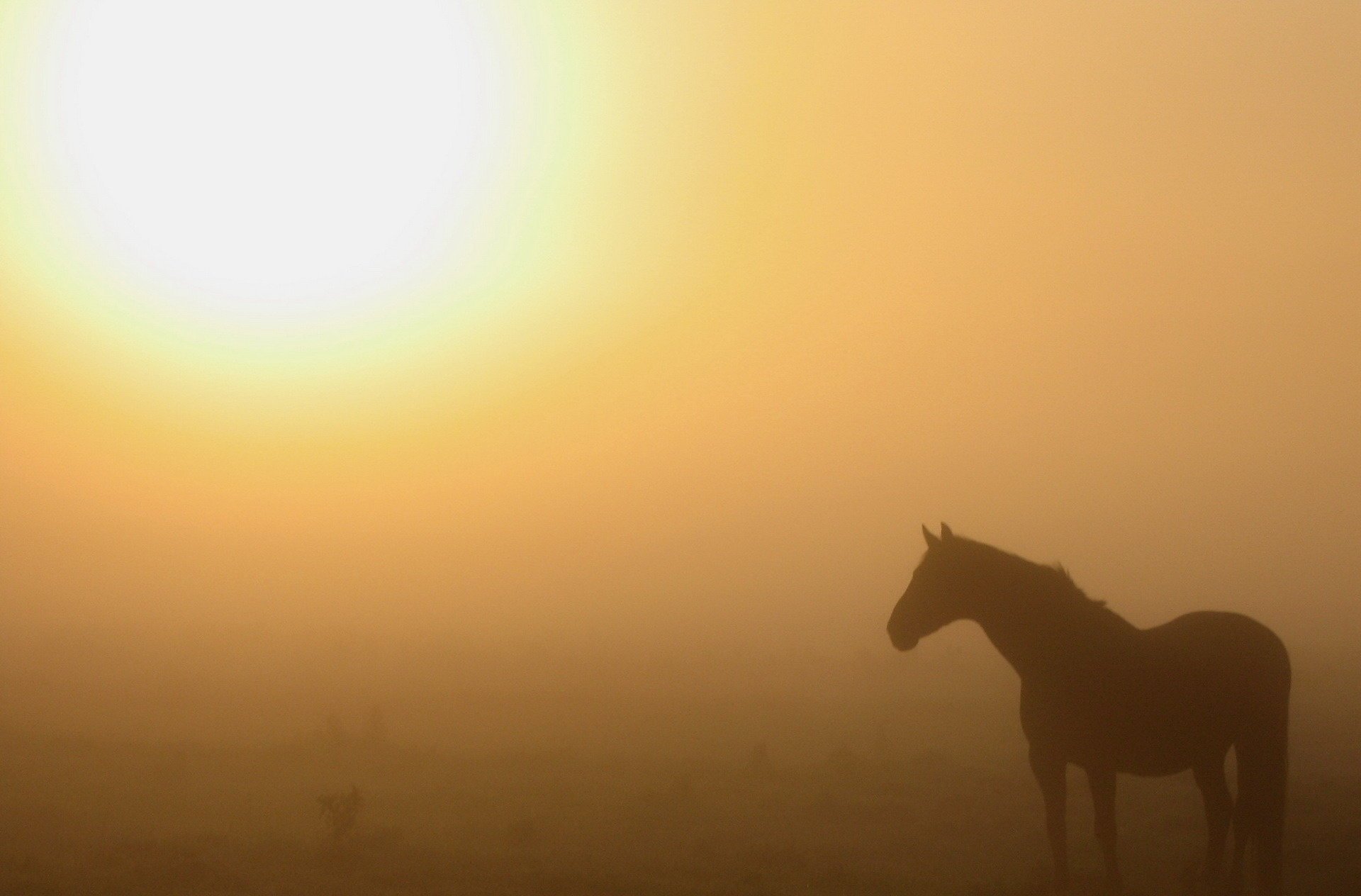 morning horse nature fog the sun heat mediocrity ungulate