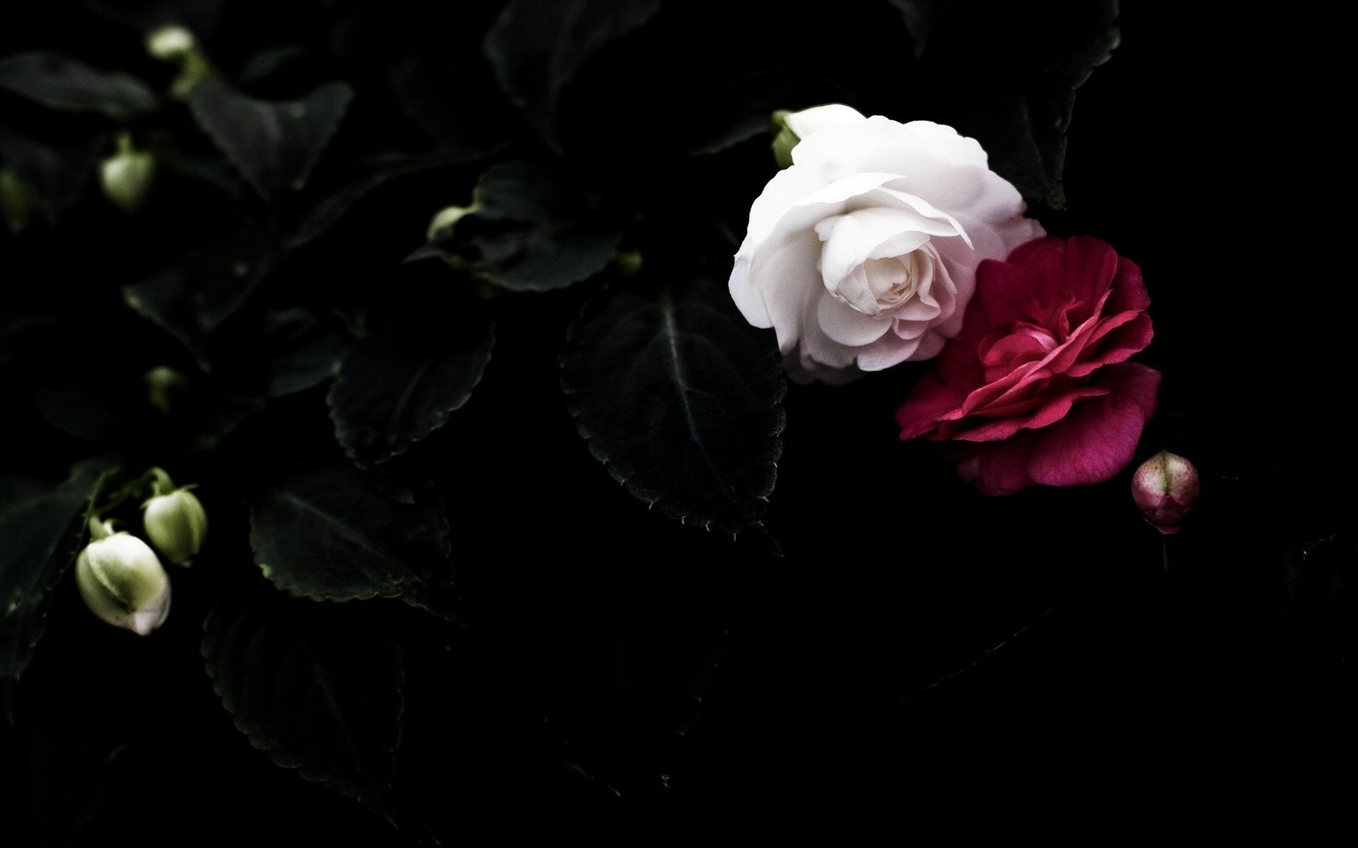 black flowers petals leaves red white background roses pair