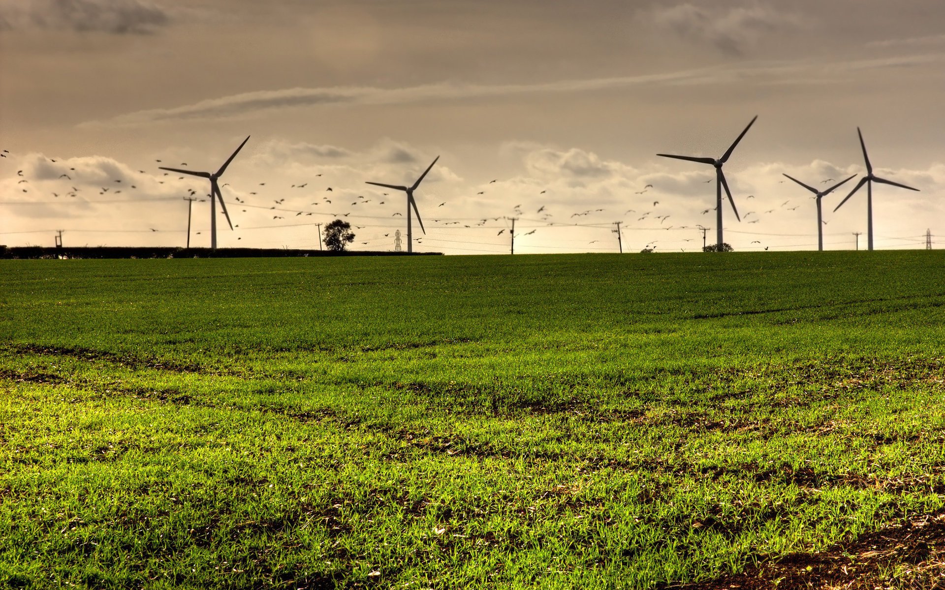 moulins à vent nature écologie électricité champ air vent ciel énergie verdure nuages nuages herbe oiseaux