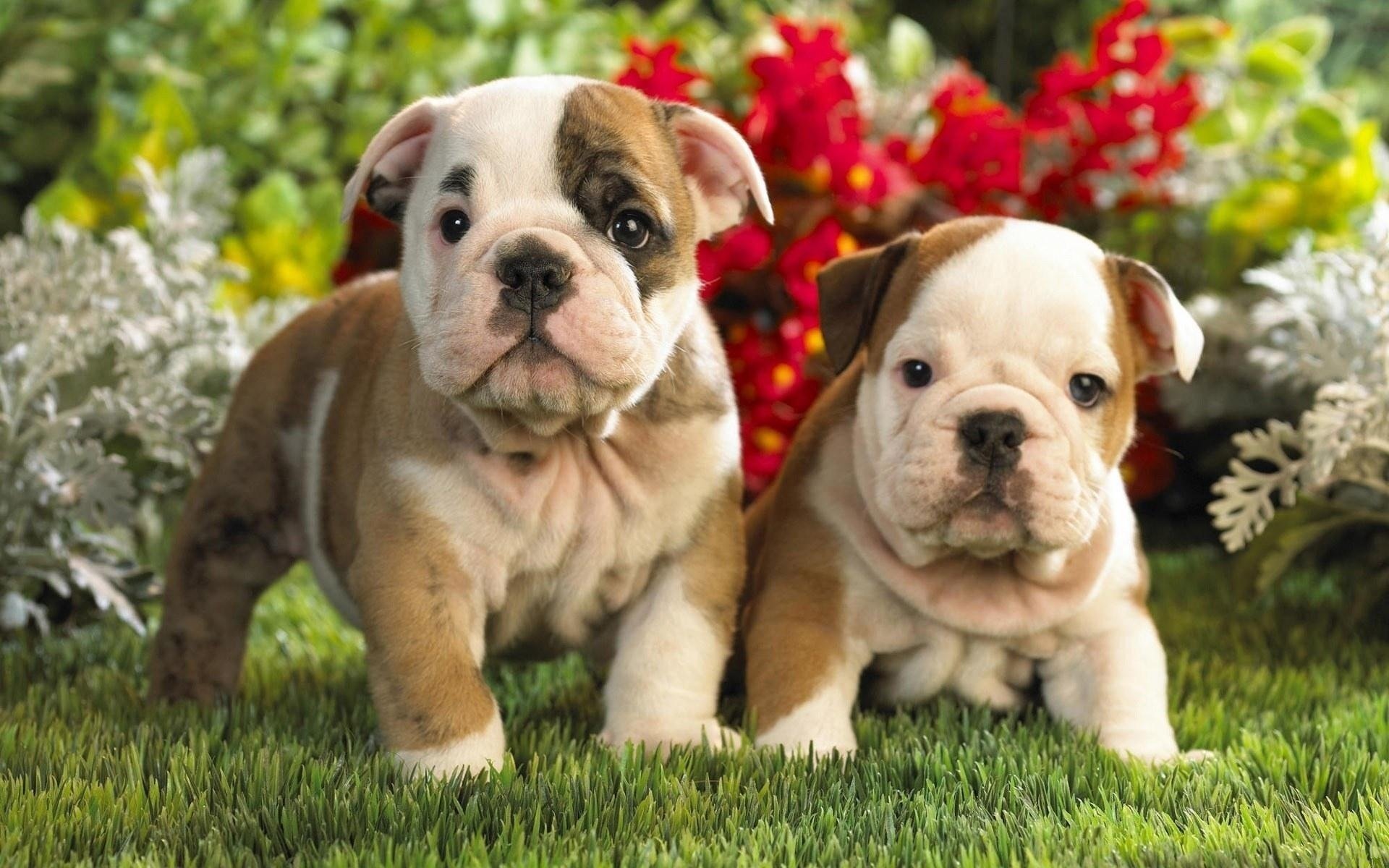 puppies flowers two kids grass greenery dogs couple animals dogs duo look eyes english bulldog