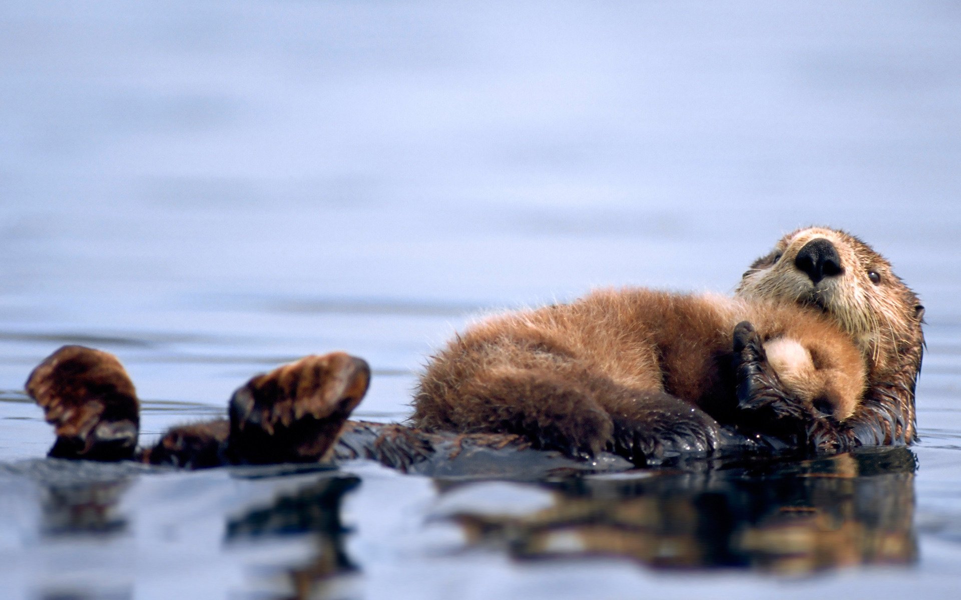 kalan jungtier wasser schläft tiere natur meer familie fotos gefühle