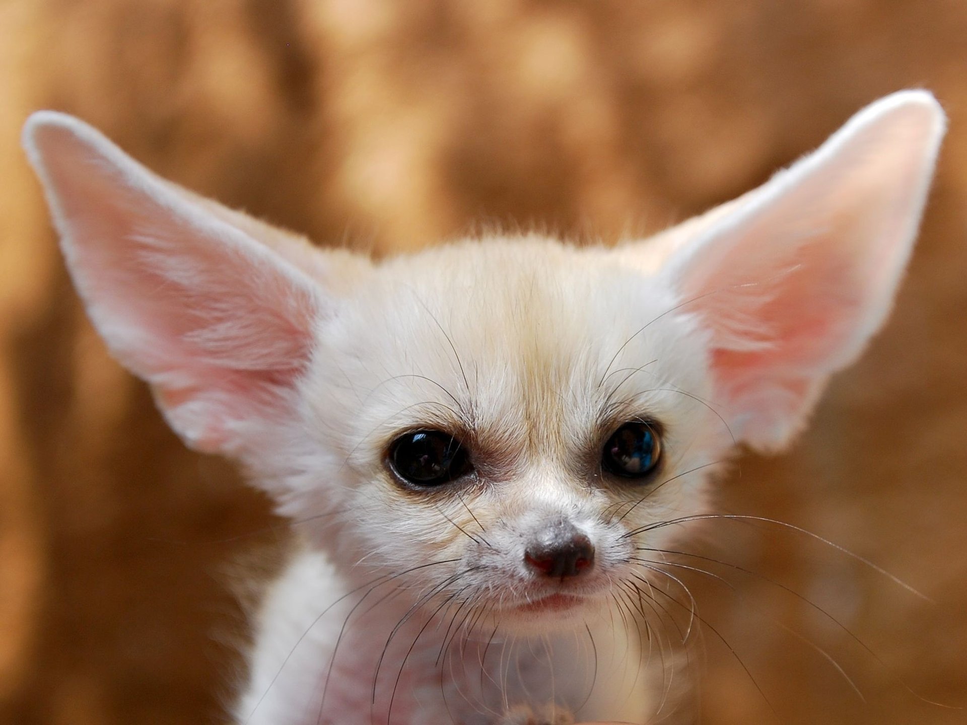 fennec fox renard fennec cub oreilles moustache yeux chien regard chaud fond chaud laine chiens gav-gav-ry-ry