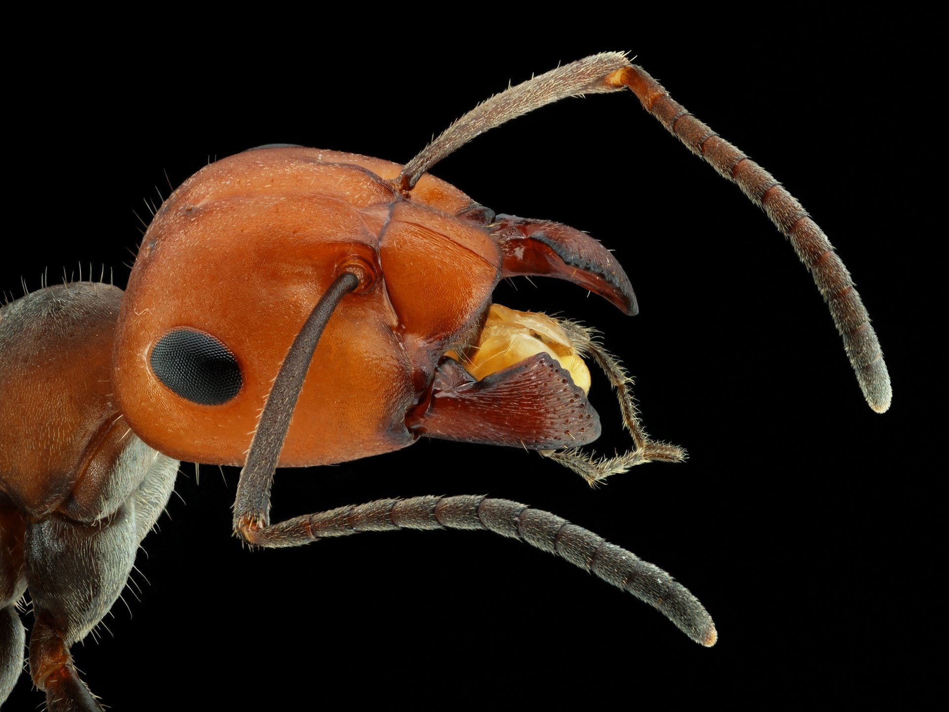 fourmi tête yeux antennes gros plan insectes