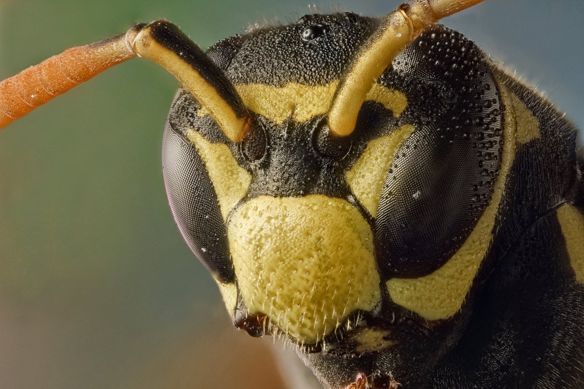 hornet eyes antenna macro insects animal