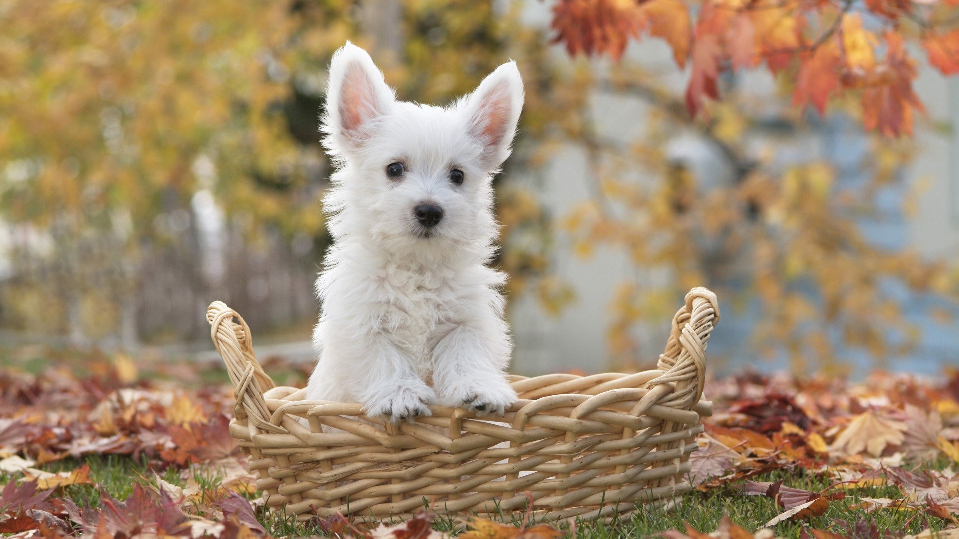 cucciolo di terrier cane cesto foto autunno terra foglie cane bianco fogliame muso terrier