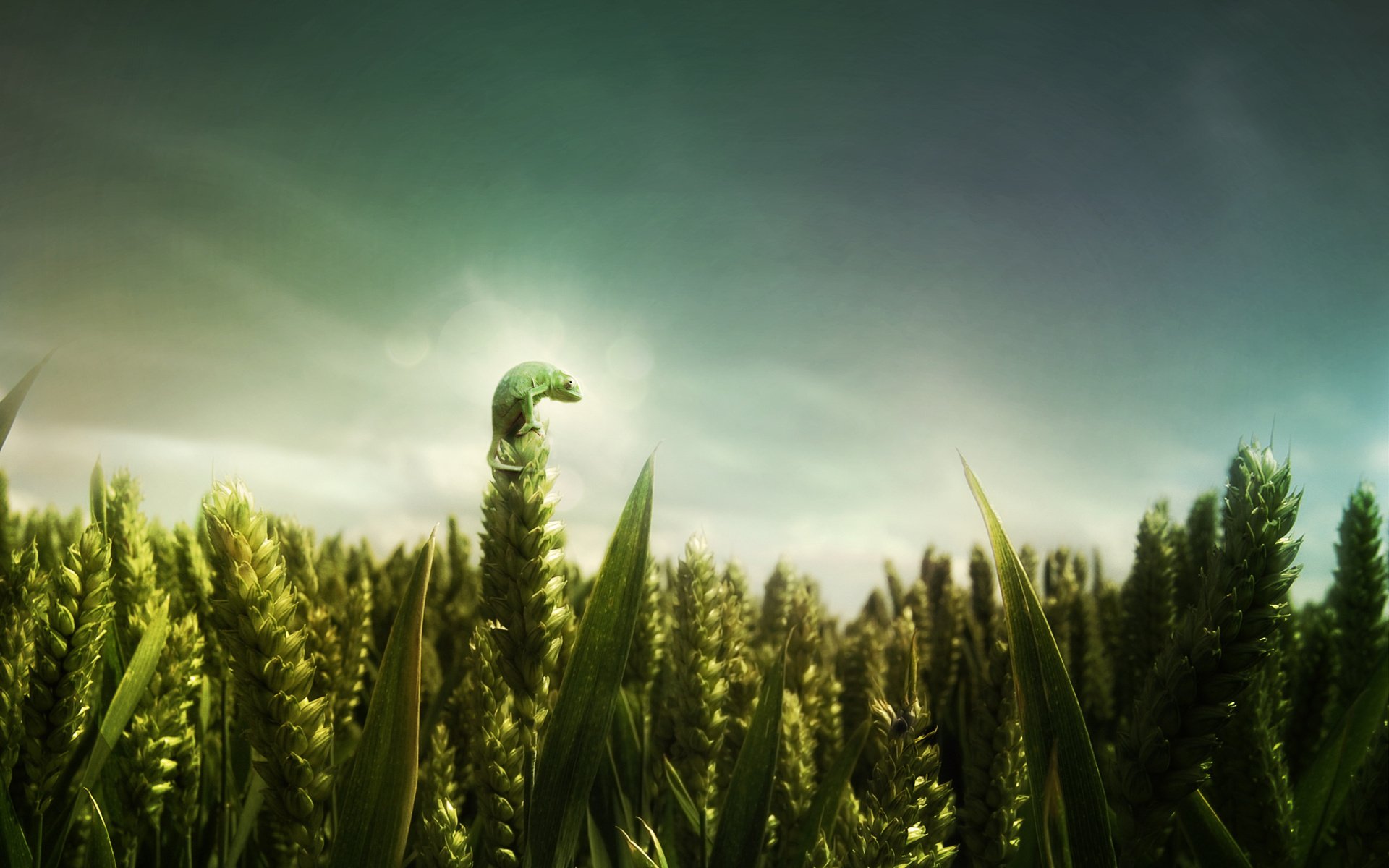 green sunrise campo grano spighe camaleonte cielo aria verde