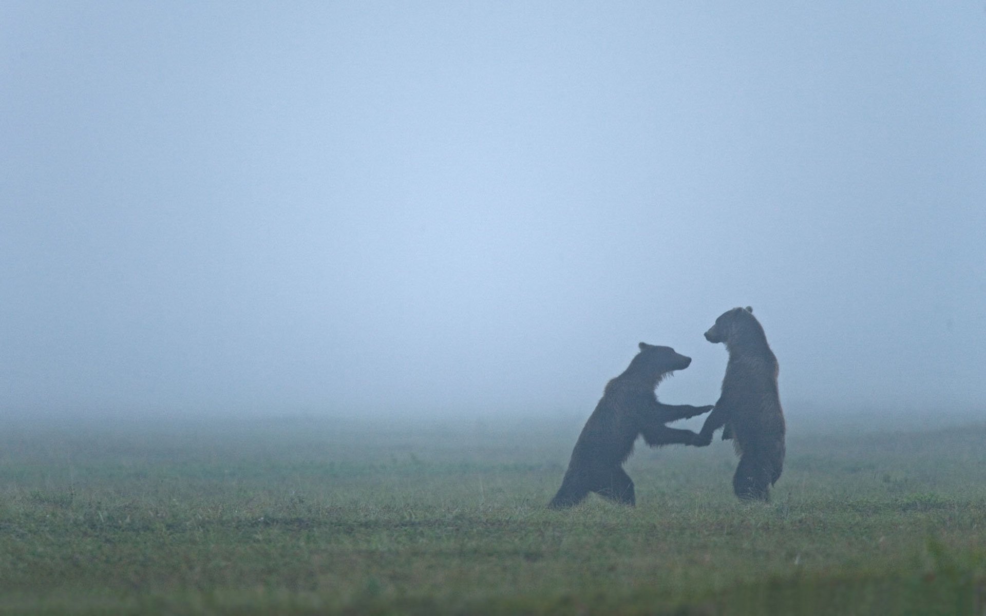 animaux brumes ours brume ours champ jeu brouillard