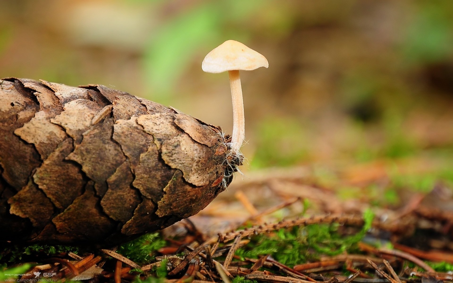 champignon pomme de pin épinette aiguilles vie gros plan