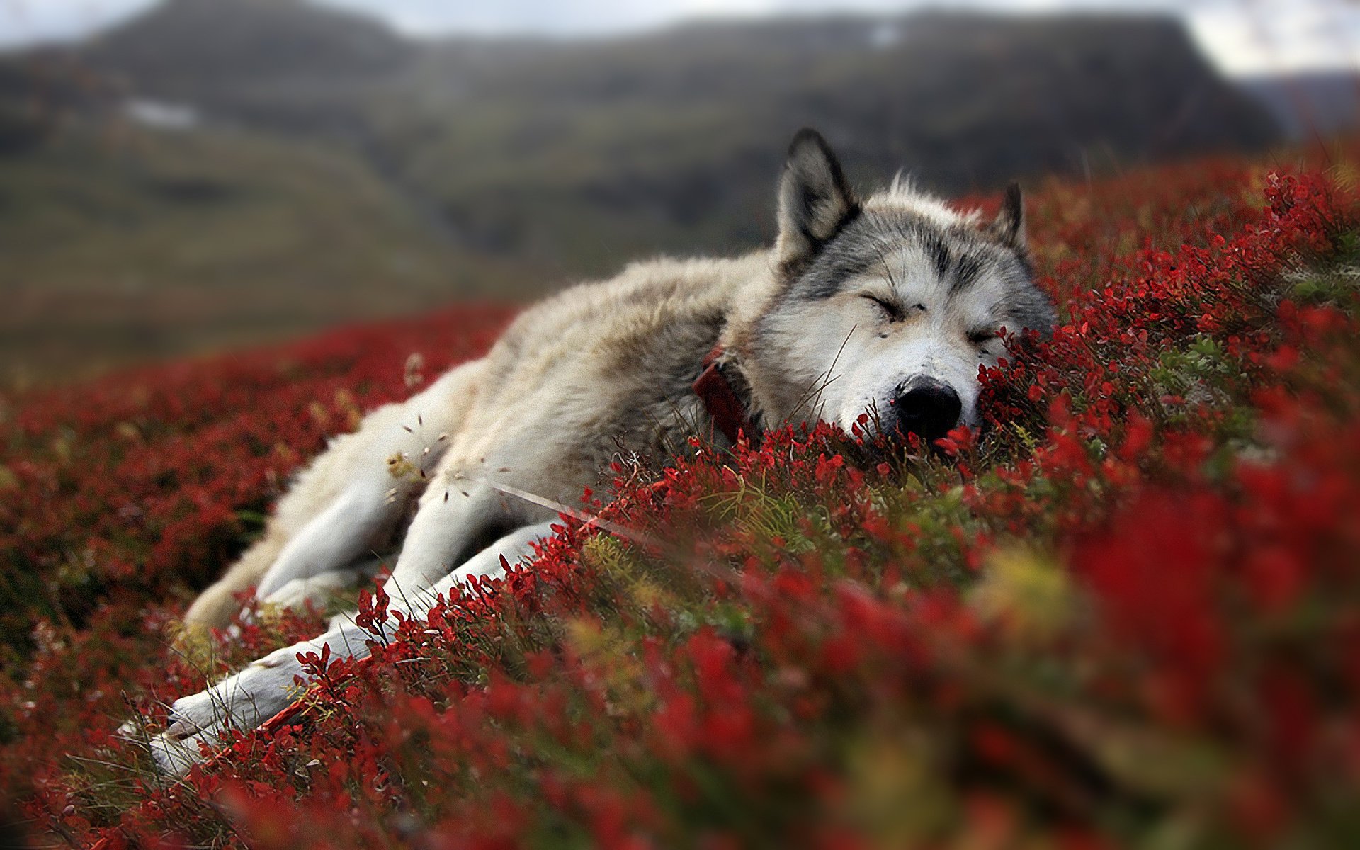 flowers dog wolf husky field sleep serenity woof-woof-ry-ry