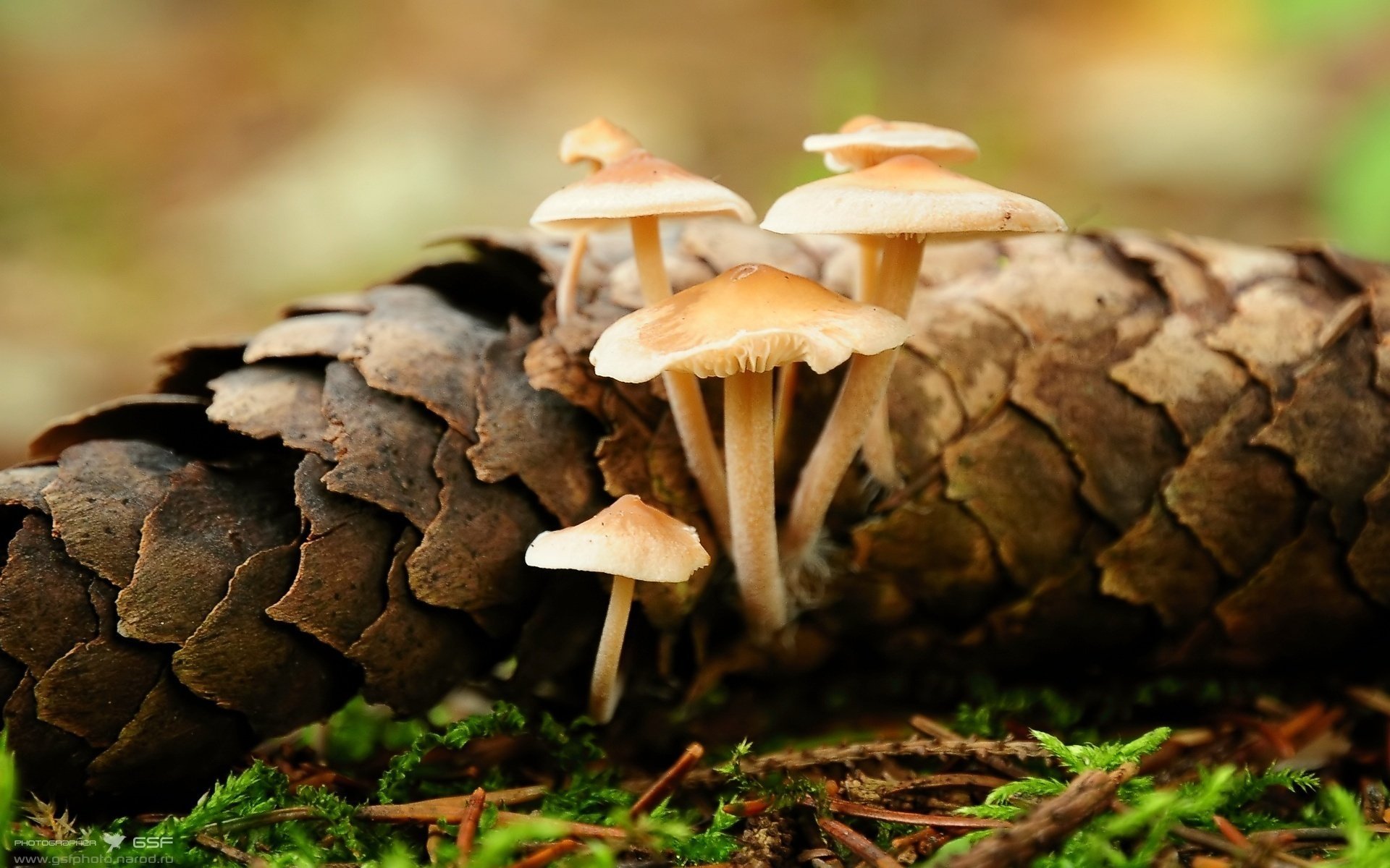 champignons pomme de pin épinette aiguilles vie gros plan