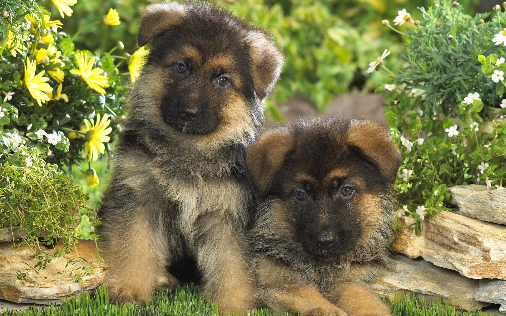 cachorros flores pastor alemán niños pequeños dos perros hierba vegetación verano perritos pareja animales perros mirada ojos hocico guau-guau-guau-guau