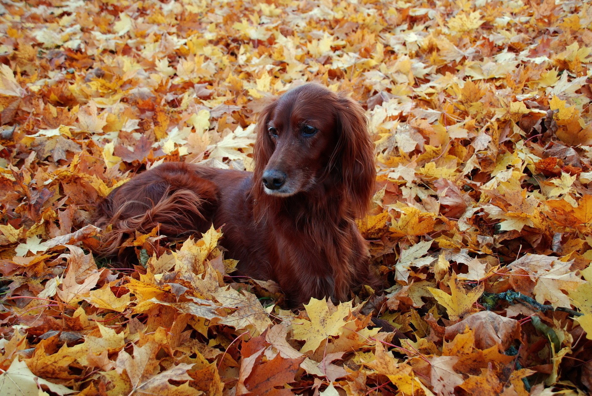 perro muchas hojas hojas de arce alfombra de hojas irlandés setter hojas amigo otoño perro follaje vacaciones animales perros mirada guau-guau-guau-guau