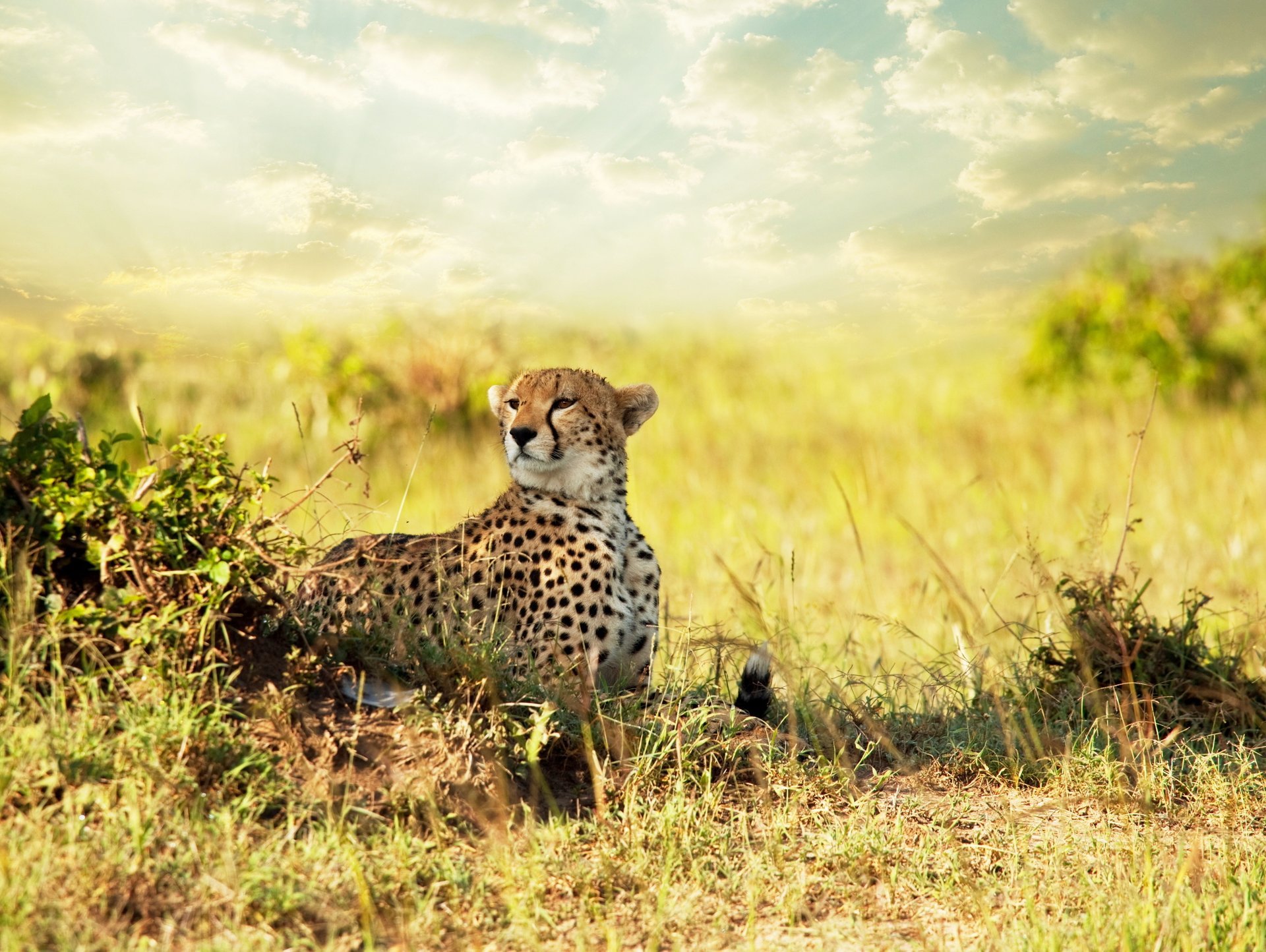 avanna vue afrique guépard savane guépard prédateur champ plantes buissons arbres ciel nuages nuages soleil chaud fond chaud