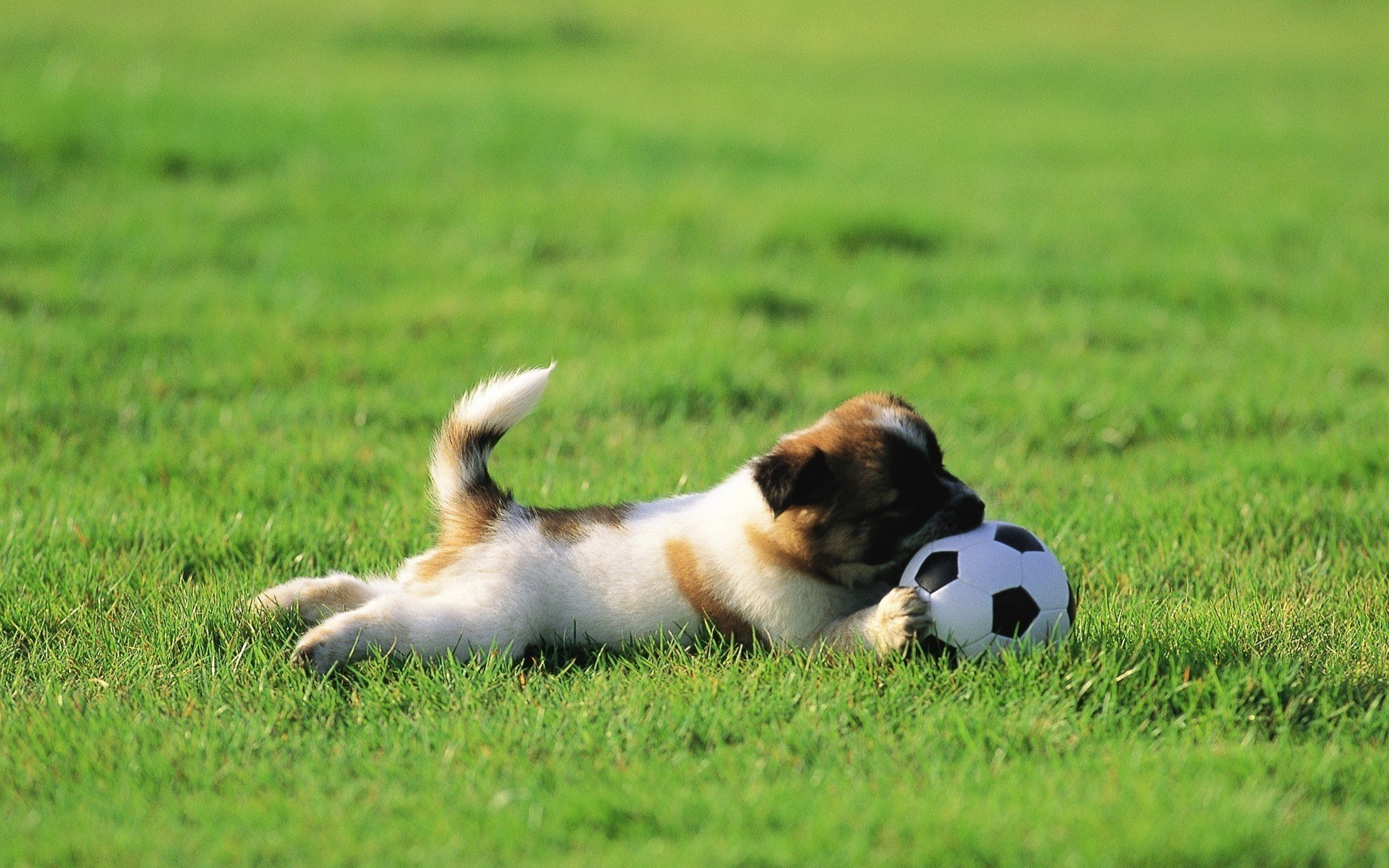 cane palla erba cucciolo prato gioca verde palla pallone da calcio coda animali cani