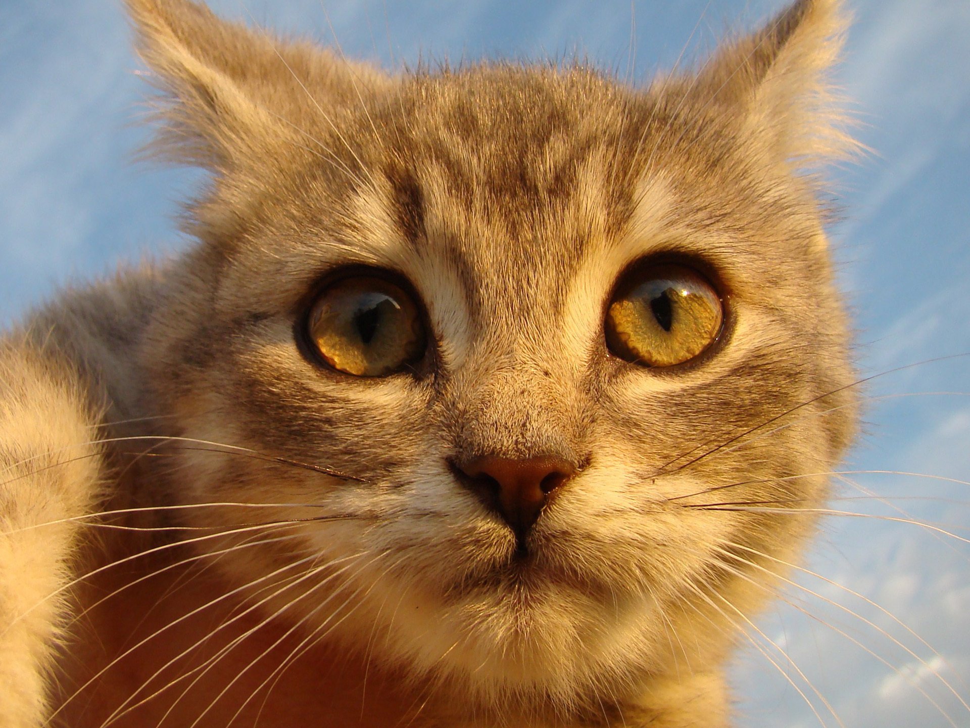 gatto rosso guarda occhi muso naso baffi