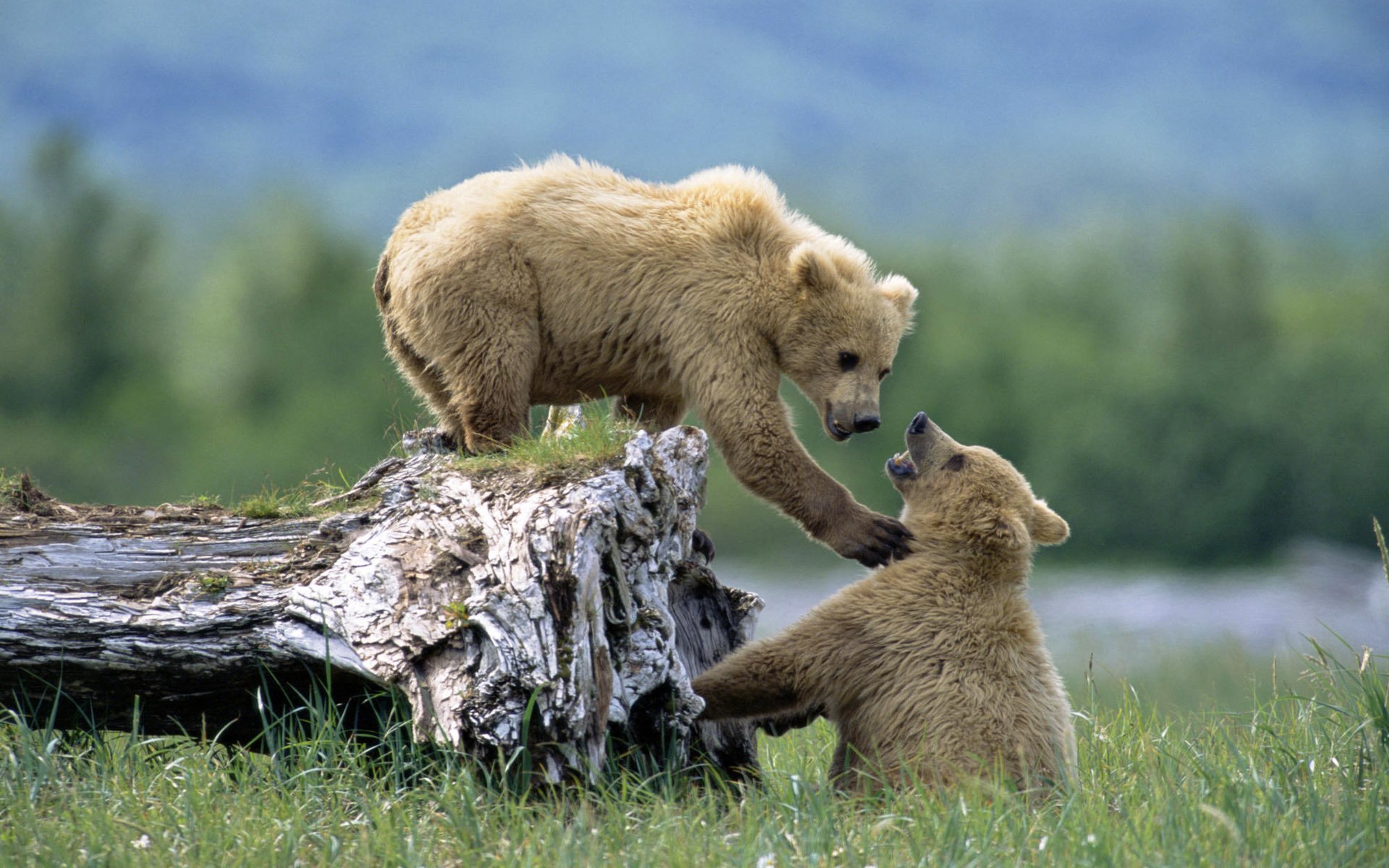 tiere gras bären bär bären spiel duo klumpen