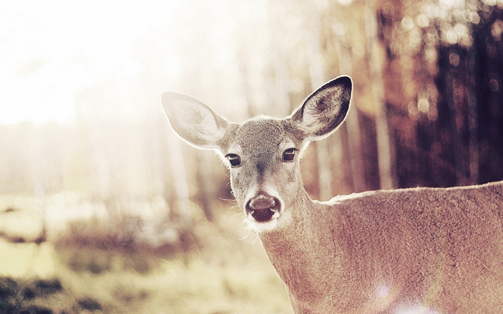 animaux cerf femelle bambi femelle sauvage cerf ongulés vue yeux