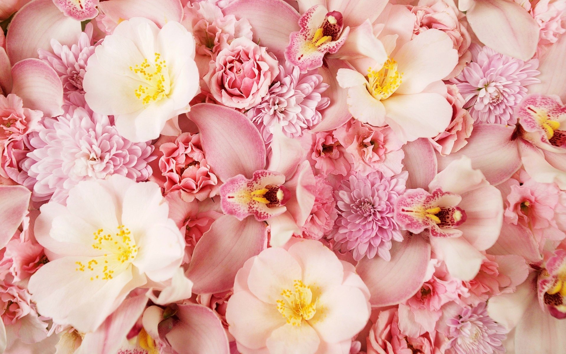 pink background orchid flowers nature