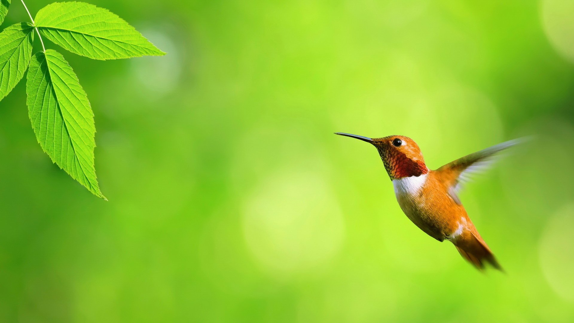 colibri petit oiseau gros plan vol animaux oiseaux