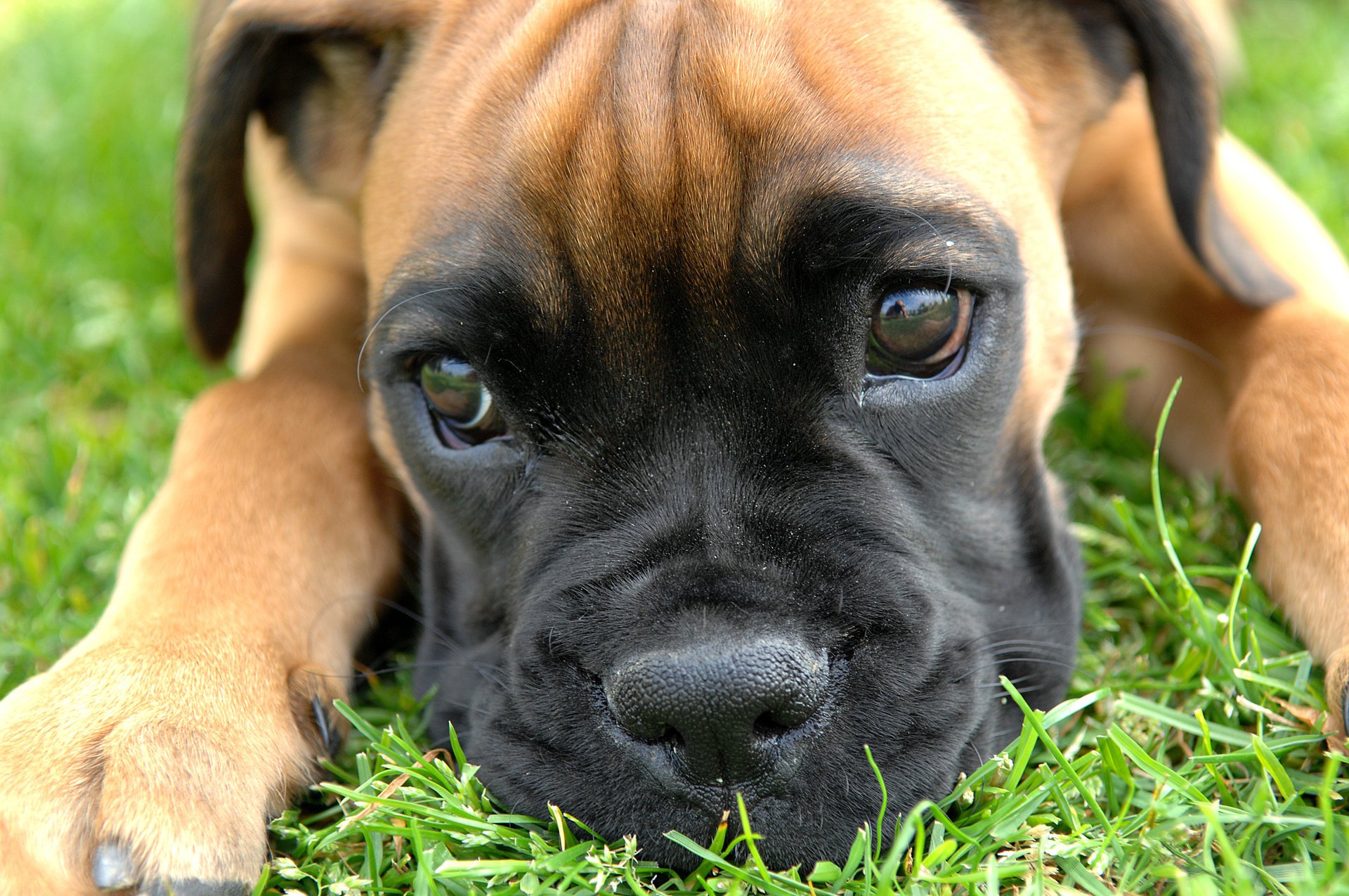 boxer mały puppy łapy oczy patrzy nos bokser zwierzęta psy spojrzenie pysk hau-hau-ryy szczenięta