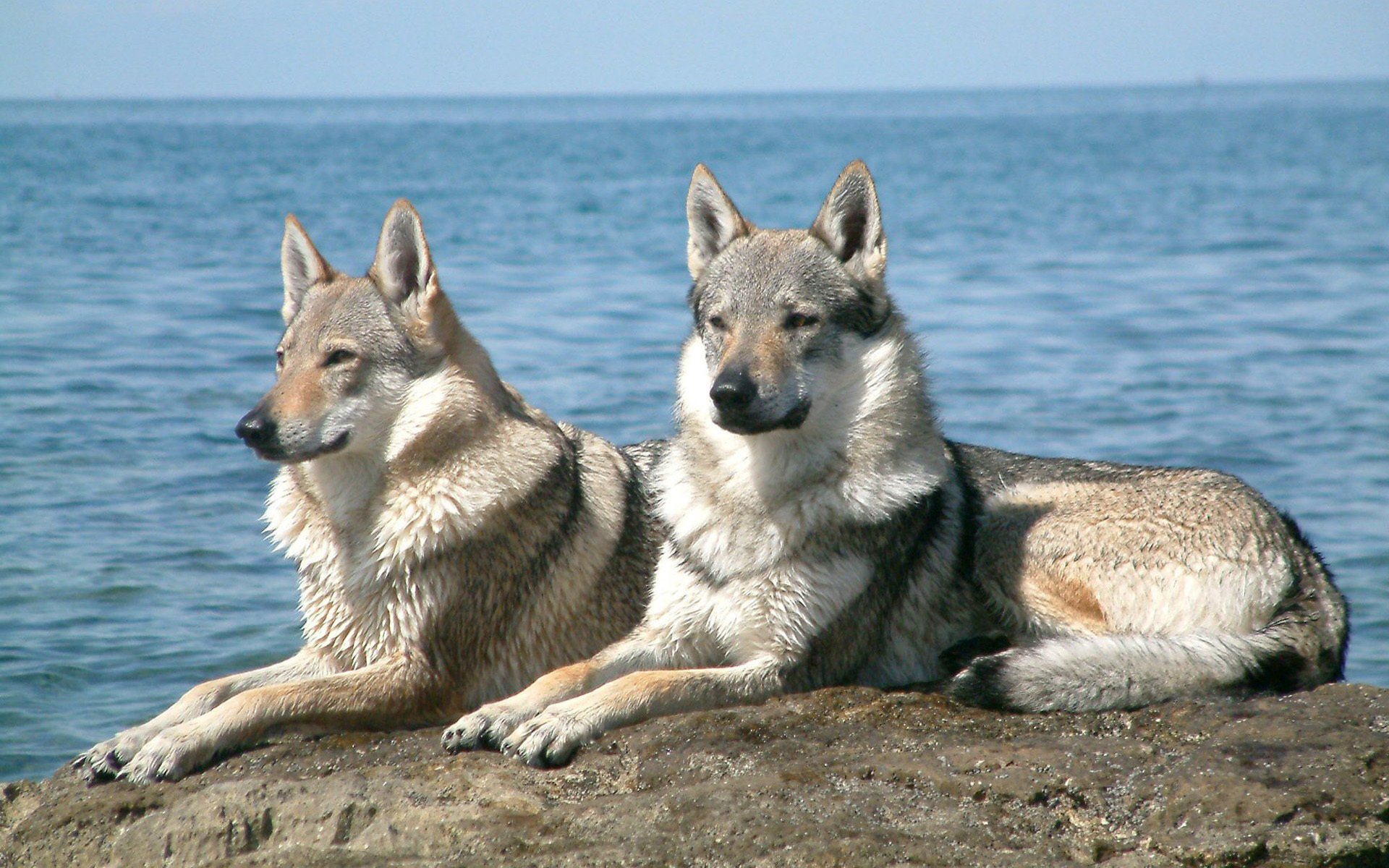 loups se trouvent sur la pierre eau gris mer ciel horizon laine oreilles vue animaux gave-gave-ry