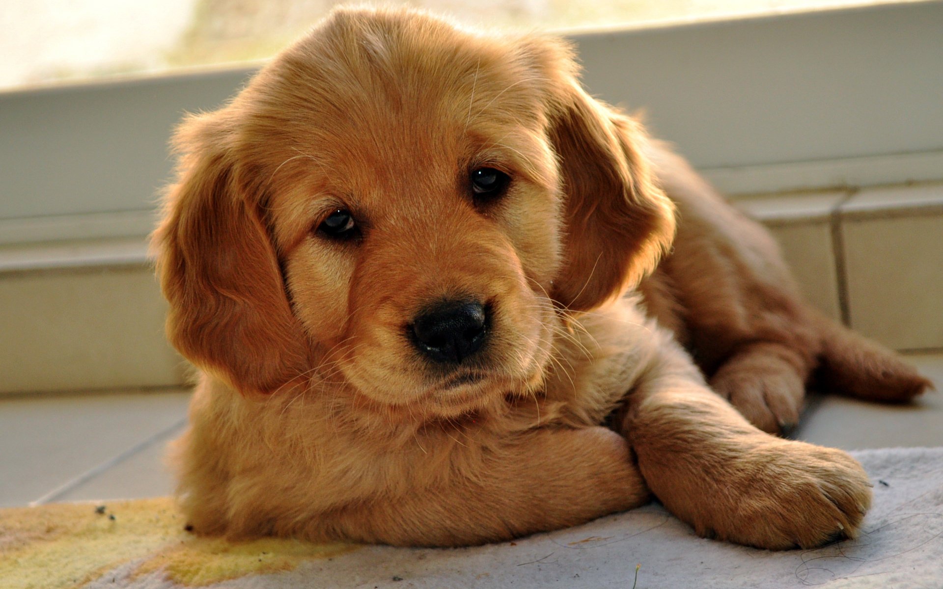 labrador retriever blick welpe hund