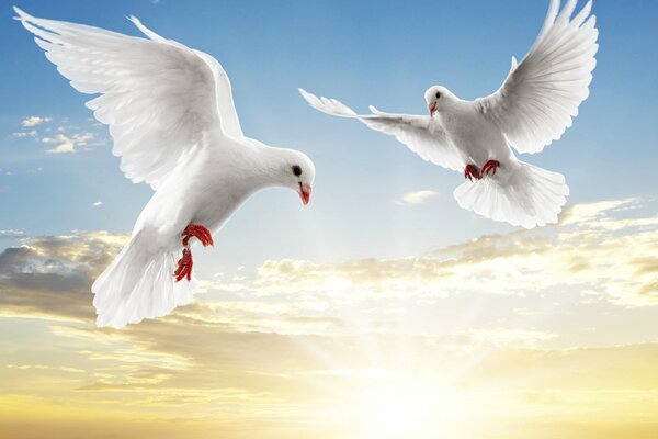 Deux pigeons volent dans le ciel sur fond de soleil