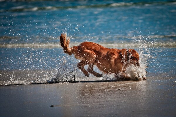 Hund am Meer spielt im Sand