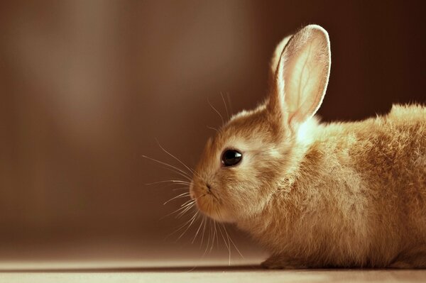 Бежевый крольчонок смотрит в профиль
