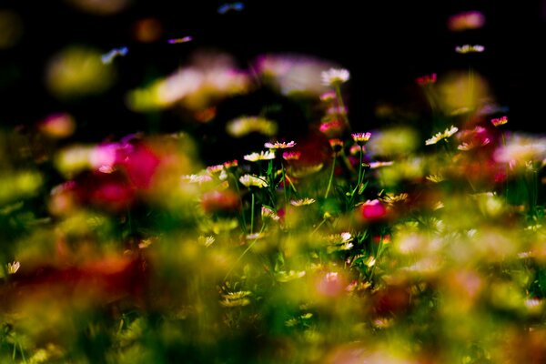 Fleurs et herbe sur micro caméra