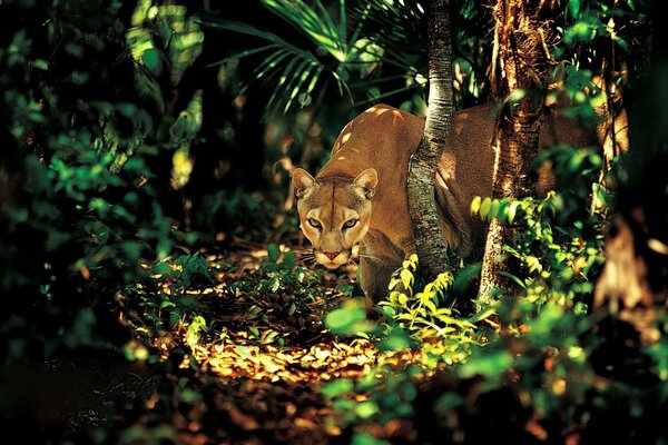 Vista del predatore. Raggi di luce nella giungla