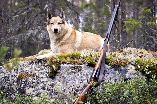 Jagdhund ruht auf einem Stein im Wald