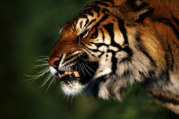 Angry tiger in the wild forest
