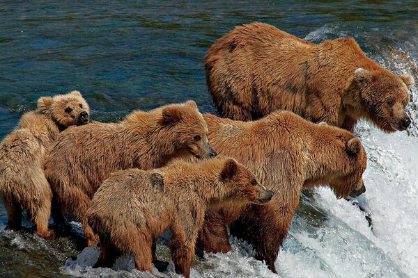 Famiglia di orsi con cuccioli di orso in pesca