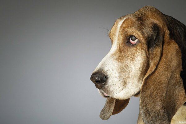 Lo sguardo offeso di Basset su sfondo grigio