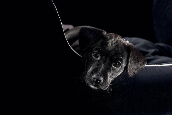 A black dog in a hammock on a black background