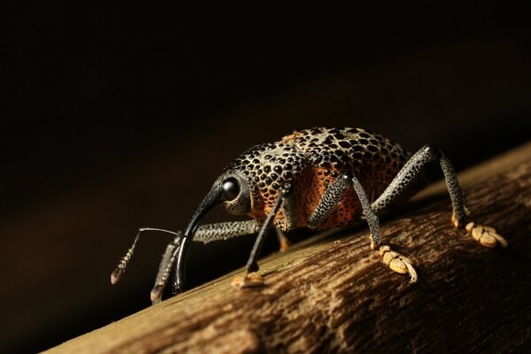 Charançon de l araignée sur un arbre sur fond noir