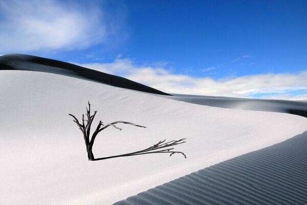 Albero di Po tra il deserto