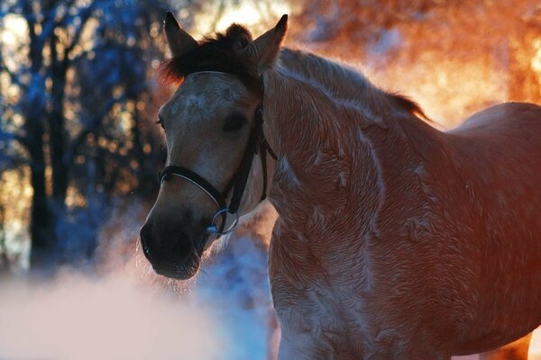 Pferd im Frost mit Dampf aus dem Atem