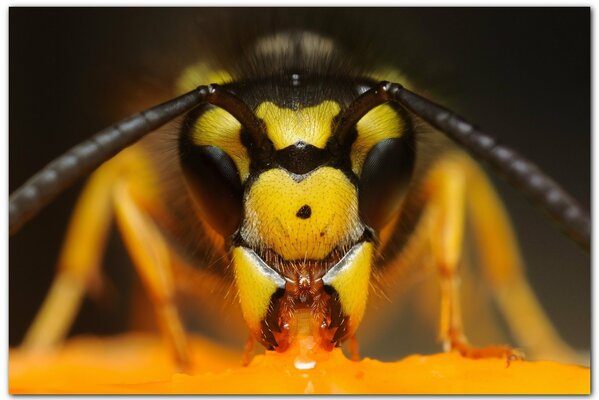 Cabeza de avispón mandarina insecto