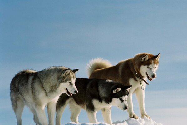 Tres likes de colores en la nieve