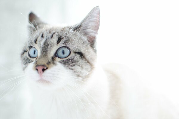 Gray-white fluffy cat with blue eyes