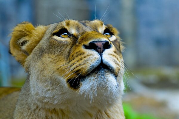 Lionne prédatrice avec un regard doux